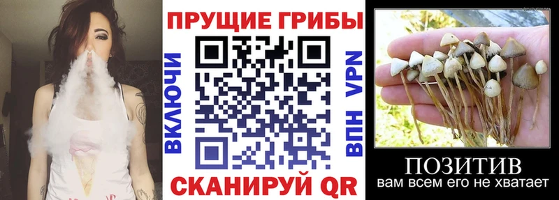 продажа наркотиков  Малгобек  Галлюциногенные грибы Psilocybe 