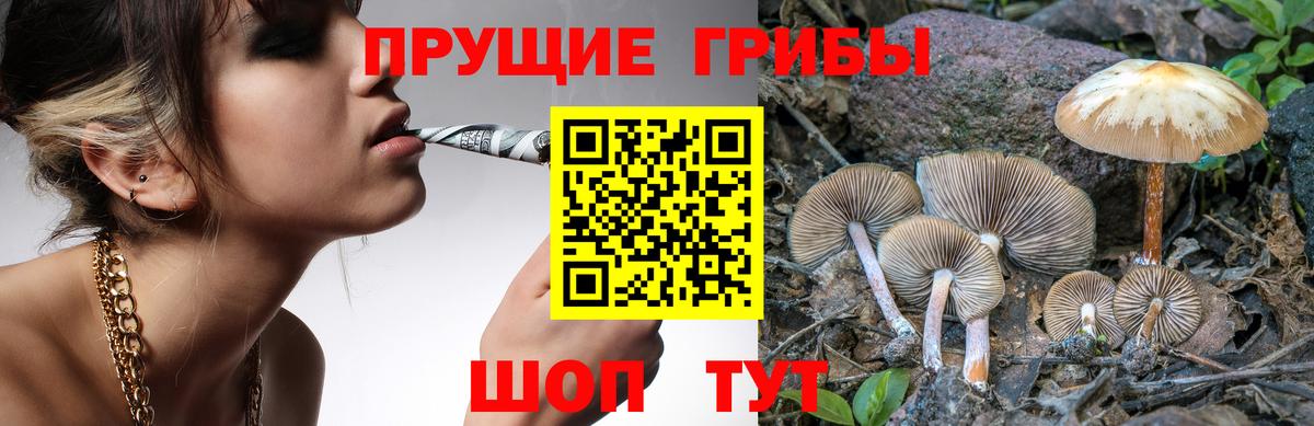 Галлюциногенные грибы Psilocybine cubensis Малгобек
